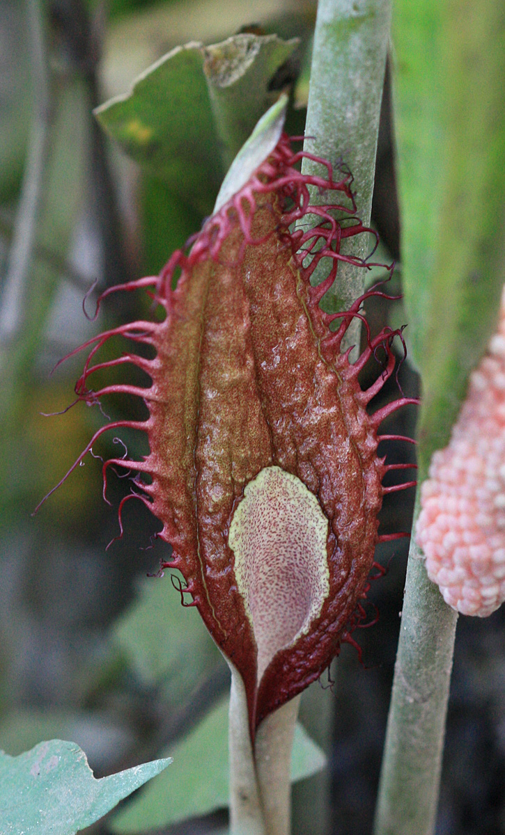 Cryptocoryne ciliata var. ciliata