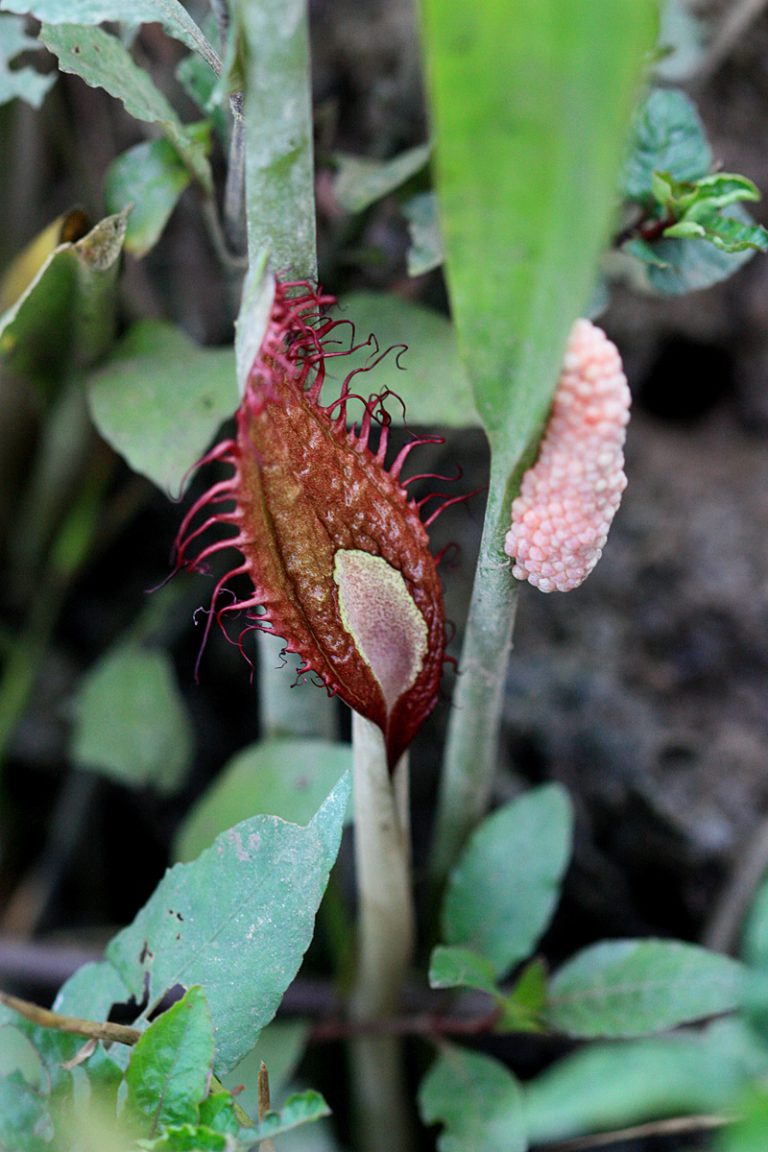 Cryptocoryne ciliata var. ciliata