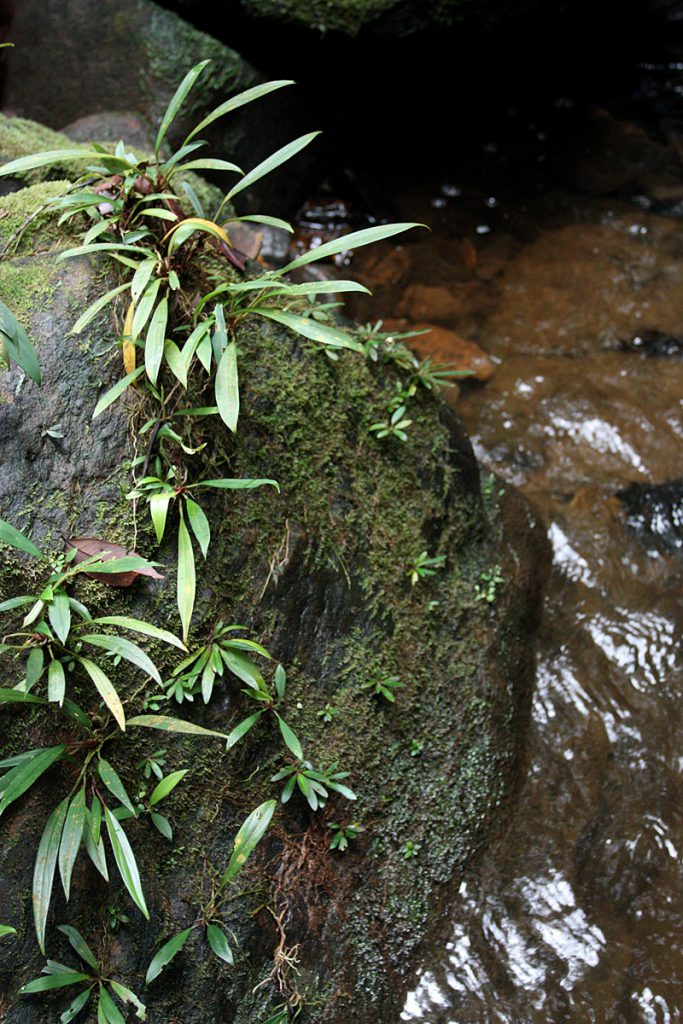 Homalomena paucinervia