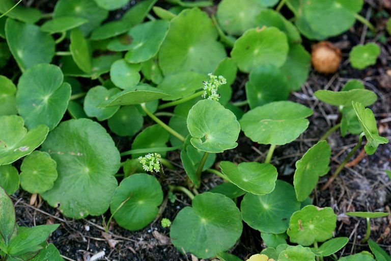 Hydrocotyle bonariensis