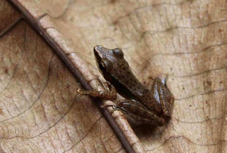 Hylarana nicobariensis