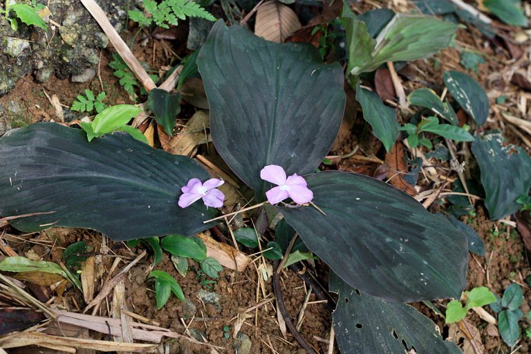 Kaempferia pulchra