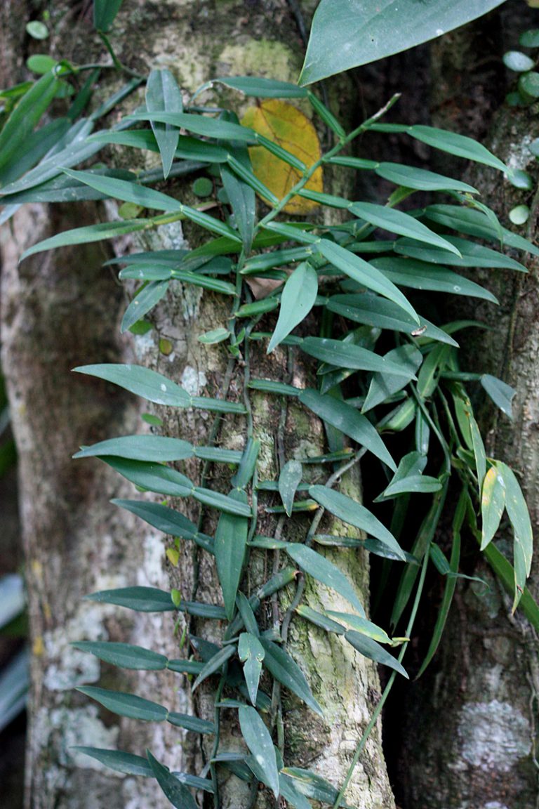 Pothos scandens