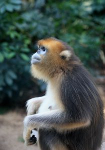 Rhinopithecus roxellana