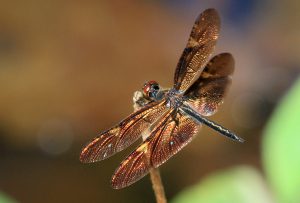 Rhyothemis obsolescens