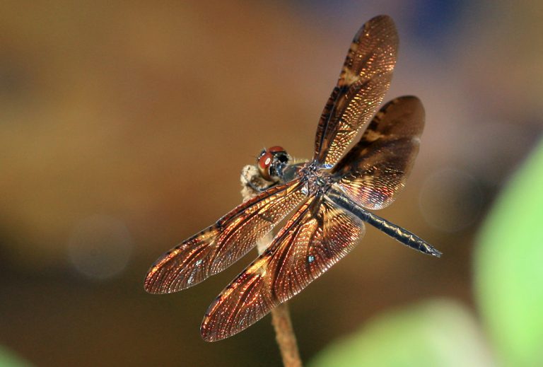 Rhyothemis obsolescens