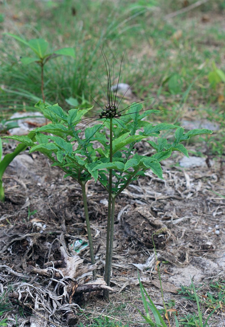 Tacca leontopetaloides