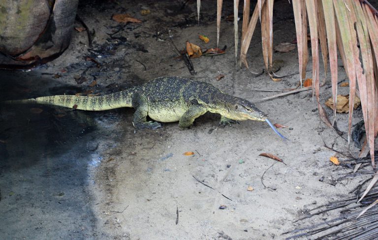 Varanus salvator