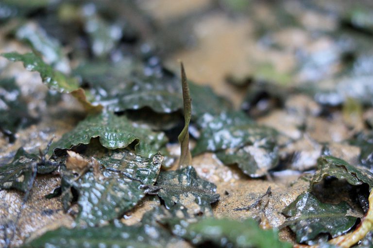 Cryptocoryne affinis