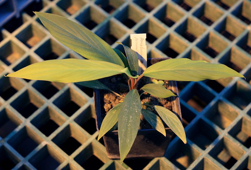 Homalomena scortechinii