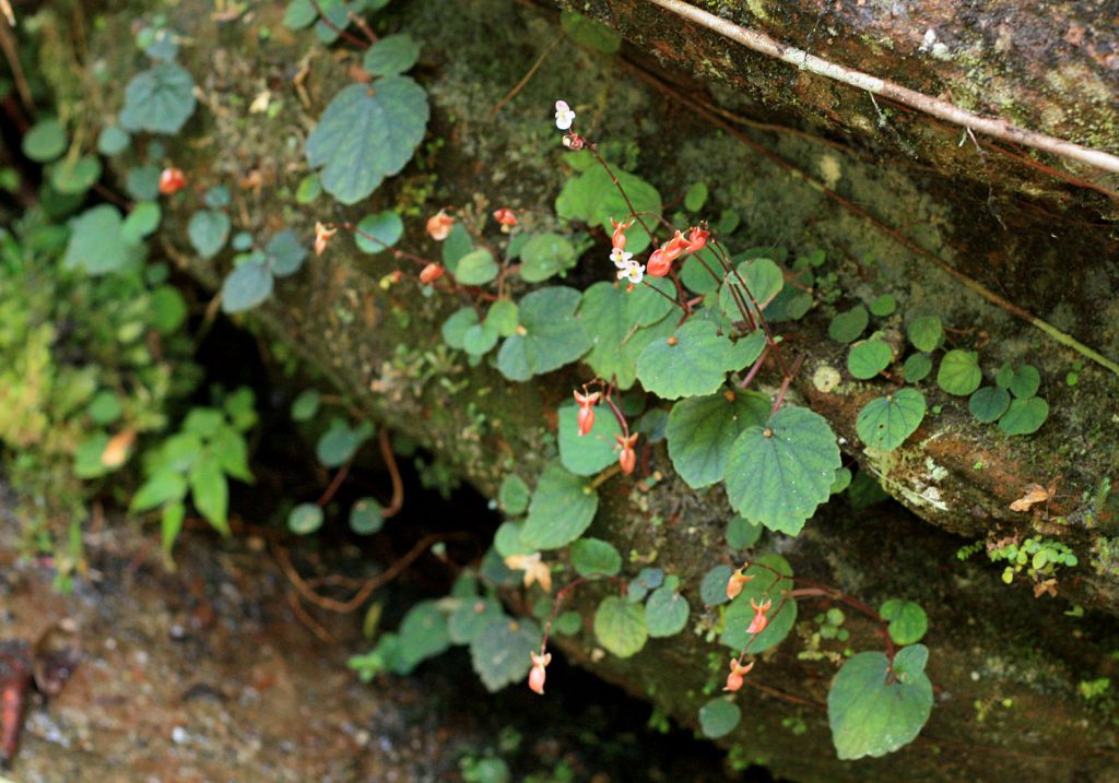 Begonia sinuata