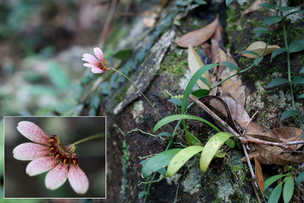 Bulbophyllum flabellum-veneris