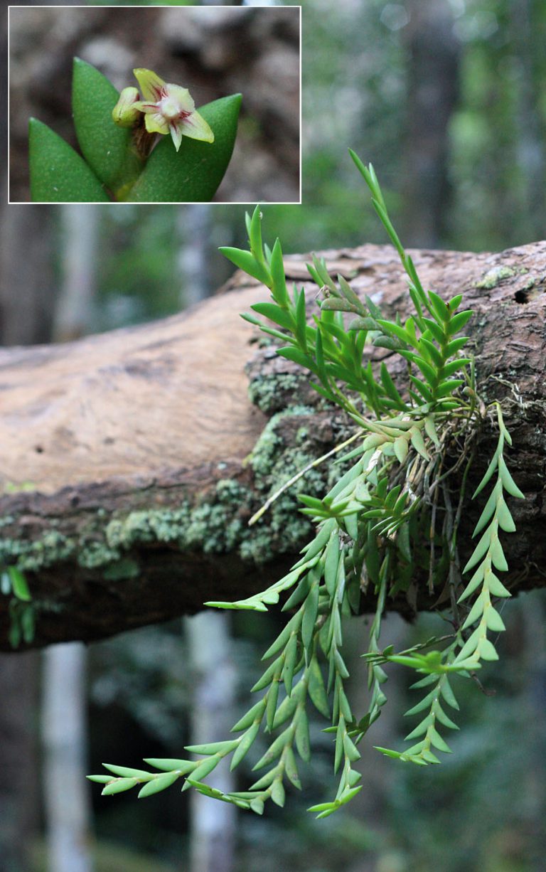 Dendrobium indivisum