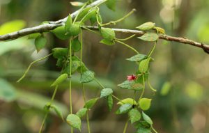 Dischidia hirsuta