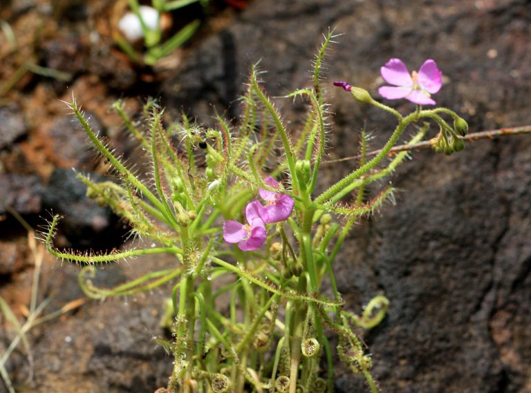 Drosera indica