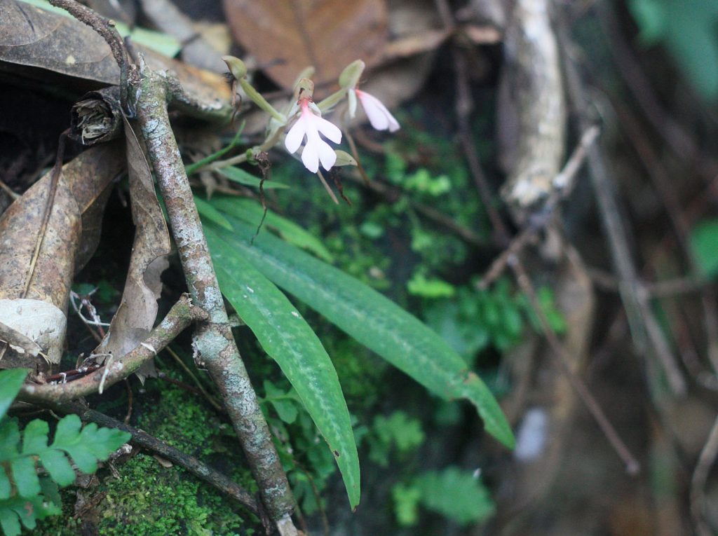 Habenaria rhodocheila
