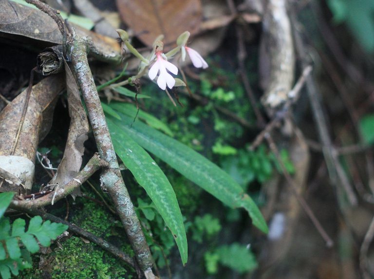Habenaria rhodocheila