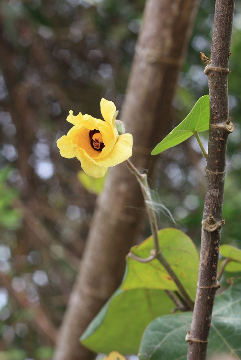 Hibiscus tiliaceus