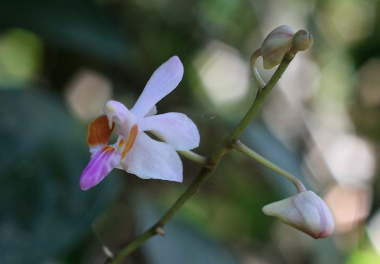 Phalaenopsis pulcherrima