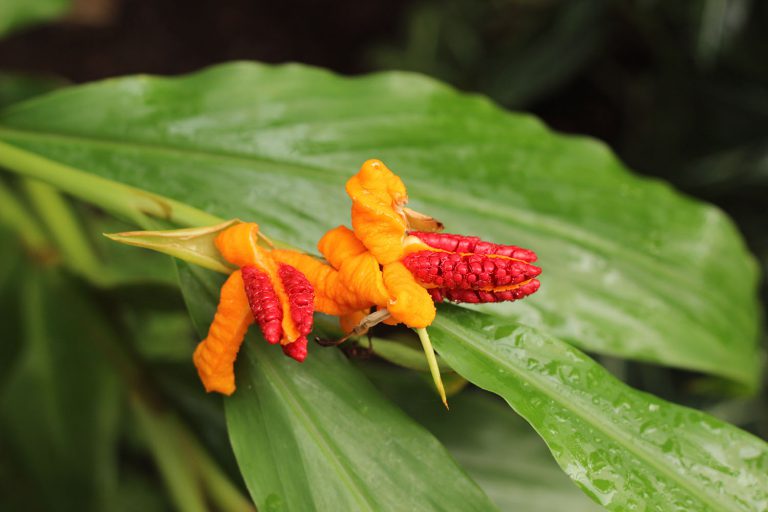 Hedychium horsfieldii