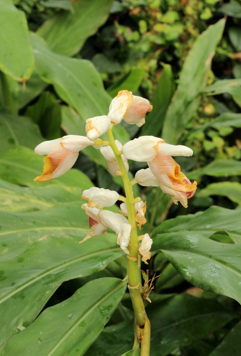 Elettaria cardamomum