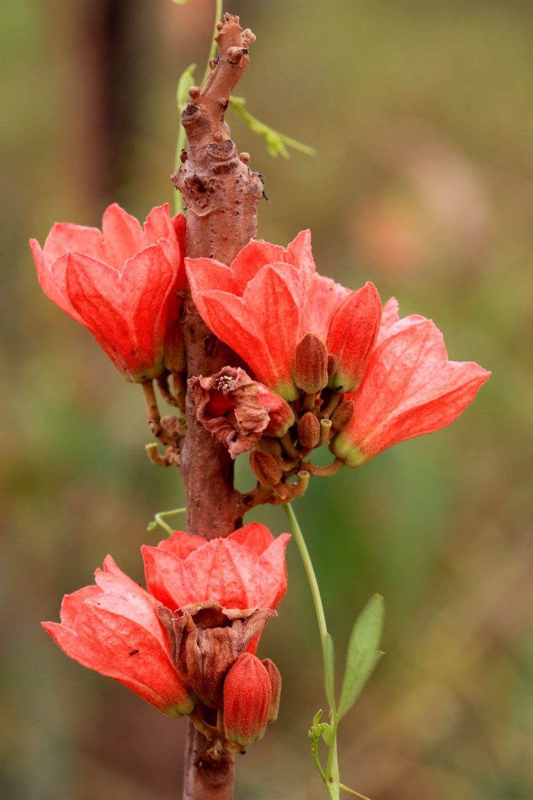 Brachychiton paradoxus