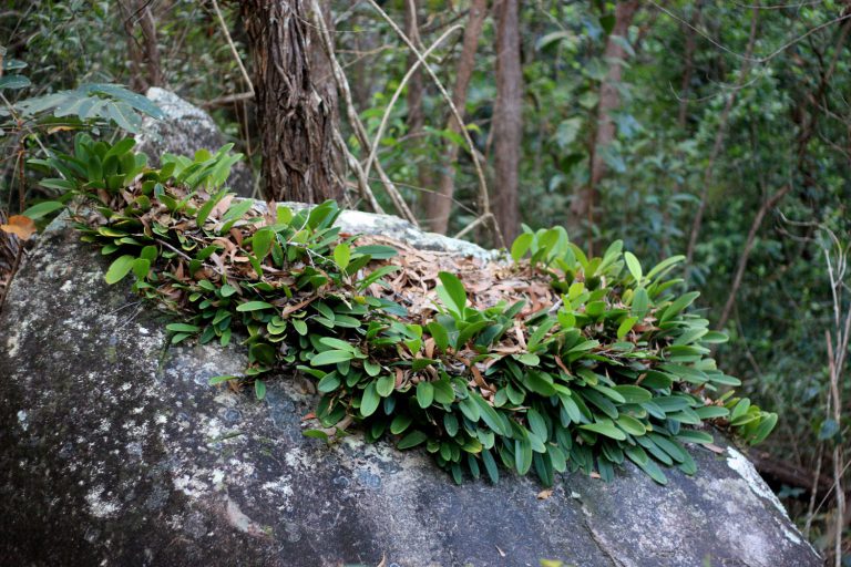 Bulbophyllum baileyi