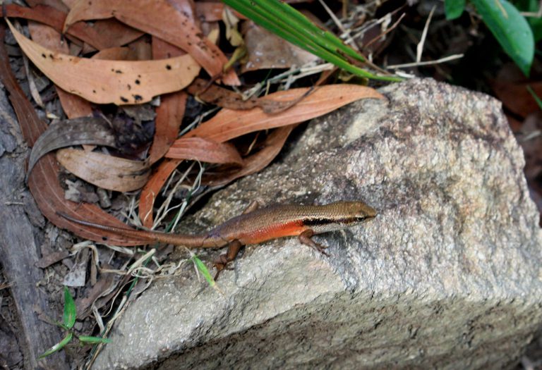 Carlia longipes
