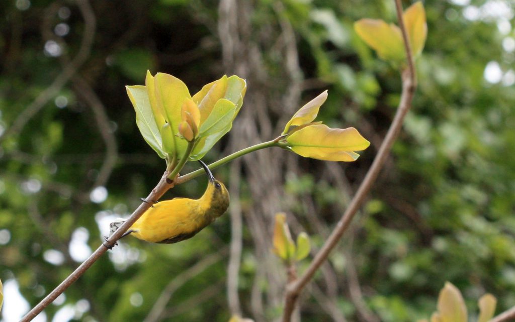 Cinnyris jugularis