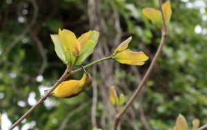 Cinnyris jugularis