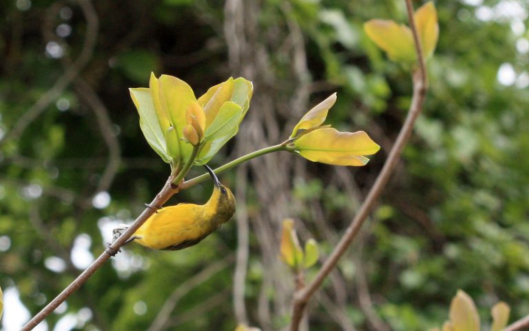 Cinnyris jugularis