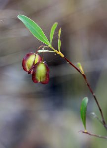 Dodonaea lanceolata var subsessilifolia