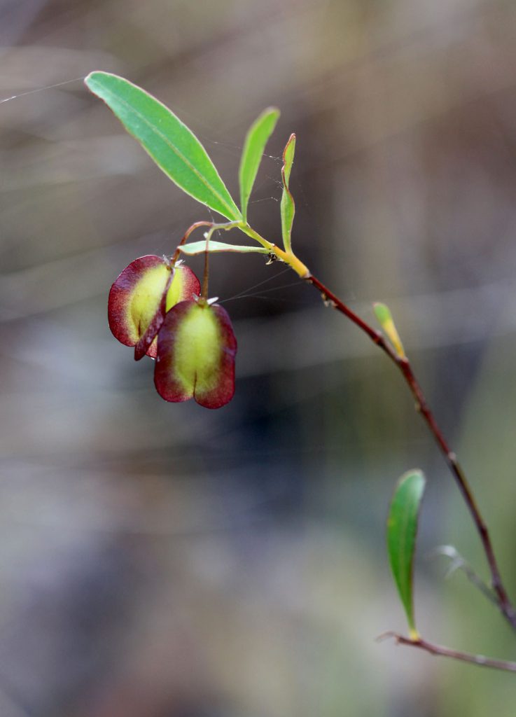 Dodonaea lanceolata var subsessilifolia