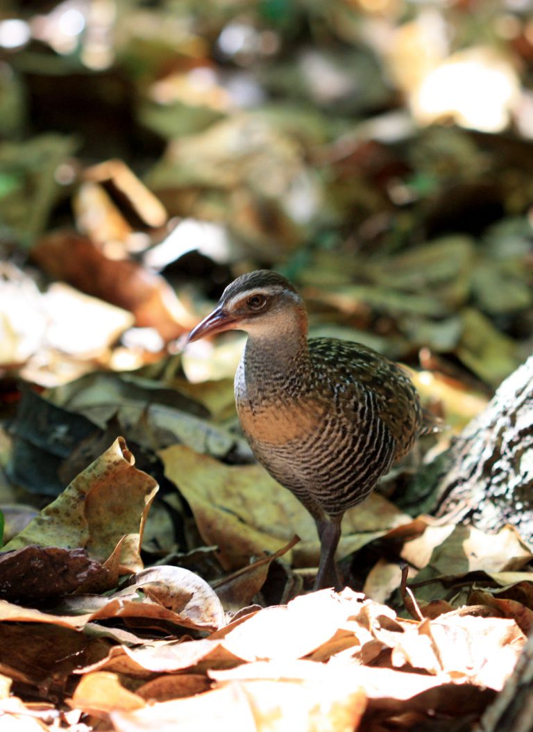 Gallirallus philippensis