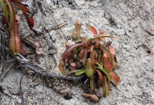Nepenthes mirabilis