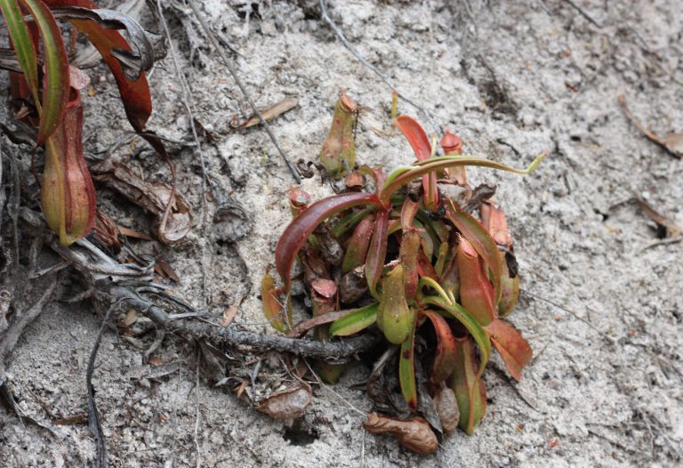 Nepenthes mirabilis