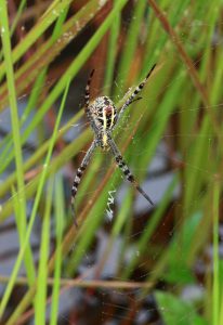 Argiope aetherea