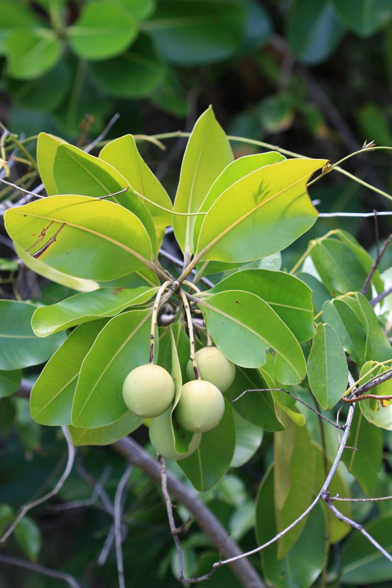 Calophyllum inophyllum