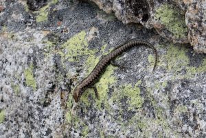 Concinnia tenuis