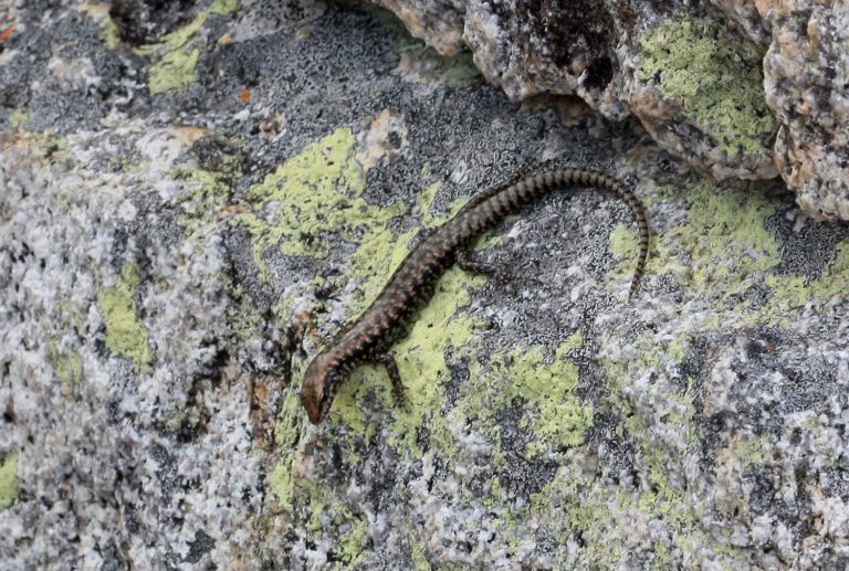 Concinnia tenuis