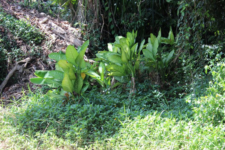 Dieffenbachia seguine