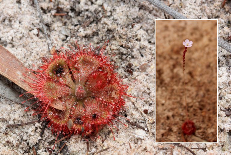 Drosera burmannii