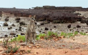 Macropus agilis