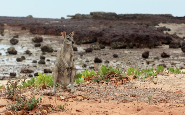 Macropus agilis