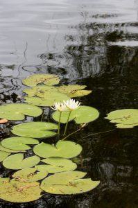 Nymphaea elleniae