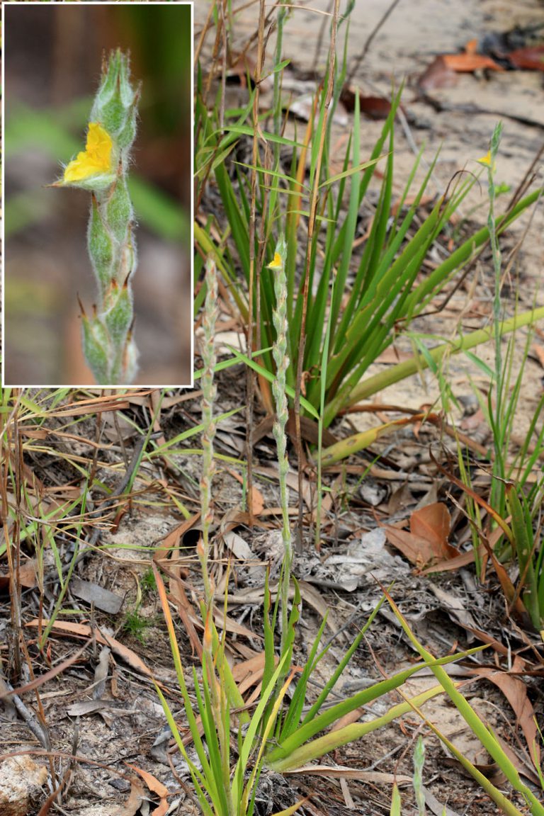 Philydrum lanuginosum