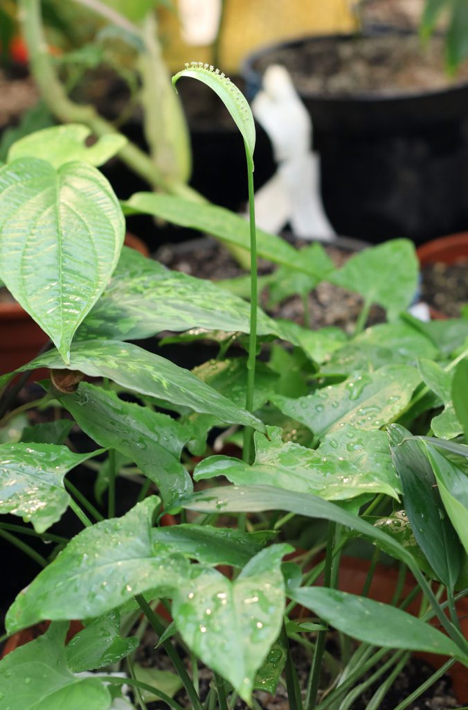Spathicarpa hastifolia