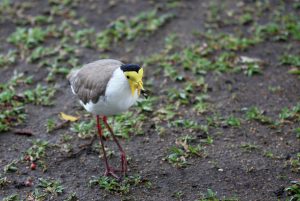 Vanellus miles