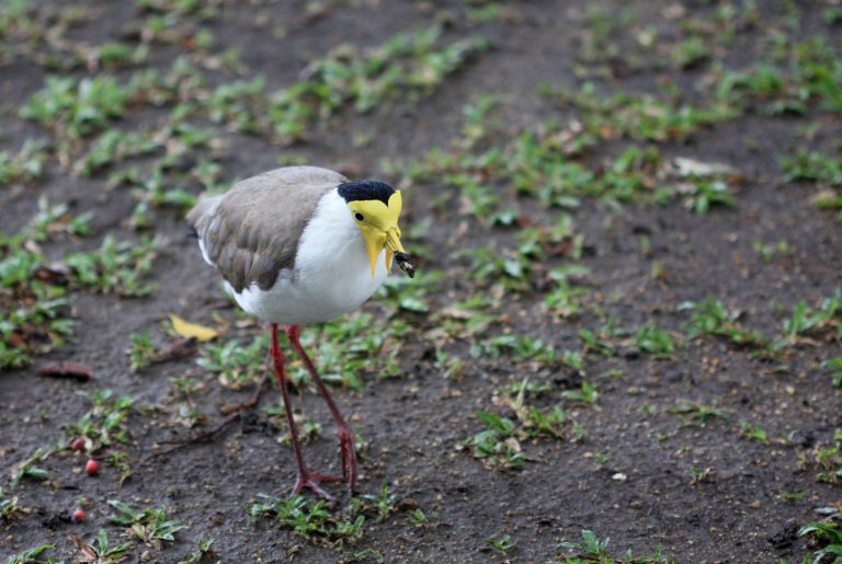 Vanellus miles