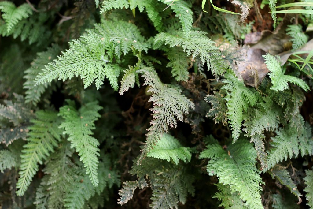 Abrodictyum sp